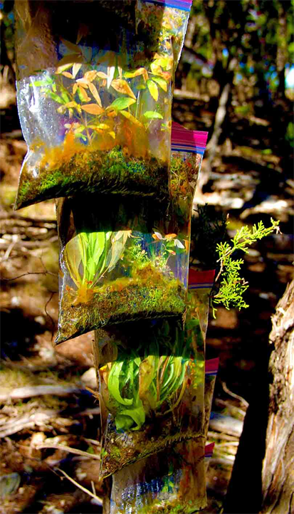 DAPACU Idea To Reforest,
Click To Go To Reforest US
